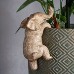 Kavi the Climbing Elephant