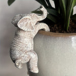 Kavi the Climbing Elephant