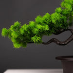 Serene Path Bonsai