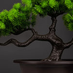 Serene Path Bonsai
