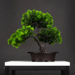 Serene Path Bonsai