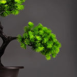 Serene Path Bonsai